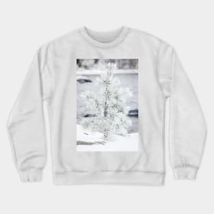 Small tree covered in snow Crewneck Sweatshirt